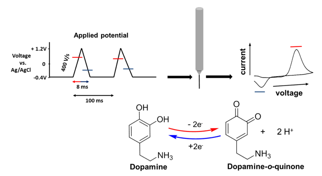 Fast Scan Cycle Voltammetry